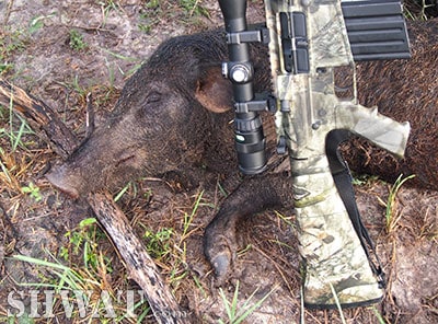 Three Times the Fun: Hogs, Deer and Coyote Fall to the Remington R-25 in .243 Winchester