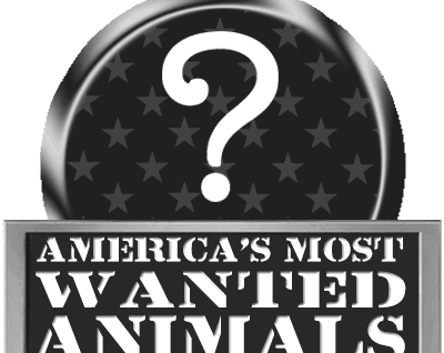 Top hunted animals in america