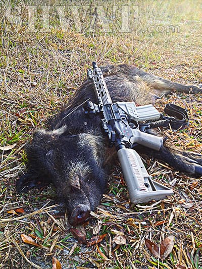 SBR Hog Hunt in Florida