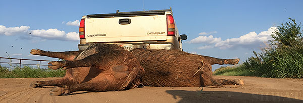 What Happens to Wild Hogs When They Die?