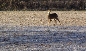 long range deer hunt