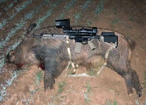 Nitesite hog hunting review
