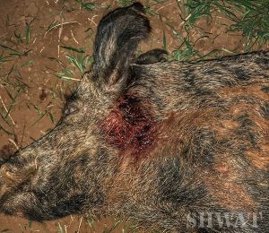 Maker Bullets for hog hunting