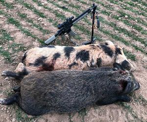 Maker Expanding Ammo for hog hunting review