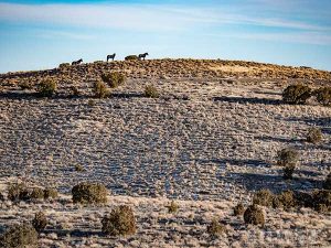 Nevada Coyote Hunt