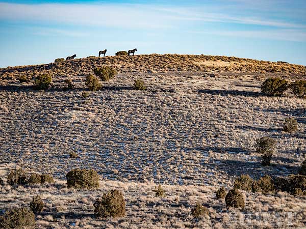 Coyote-Hunting-Nevada