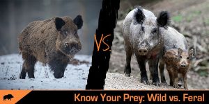 wild vs. feral hog explained