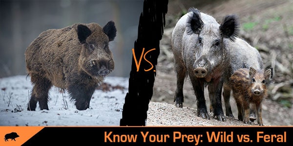 Know Your Prey: The Differences between Wild and Feral