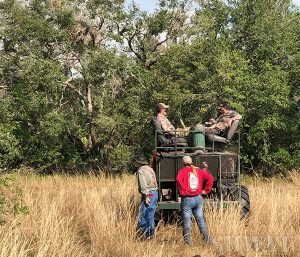 hog hunting buggy