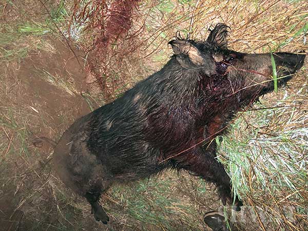 hog hunting with 50 beowulf