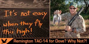 Texas Dove Hunting