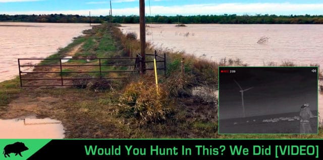 Hog hunting after rain floods