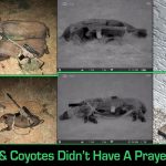 Ten Hogs, Three Coyotes, One Night Solo Hunting with the Alexander Arms 6.5 Grendel and Pulsar Thermal Scope