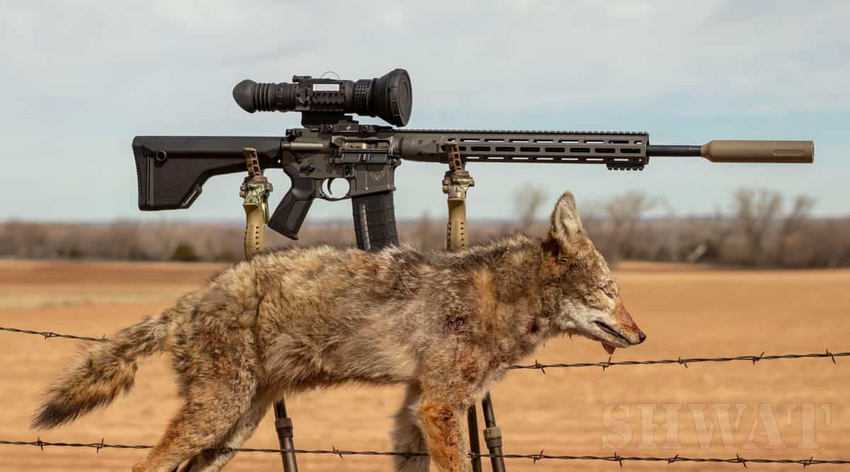 Coyote Hunting with .224 Valkyrie