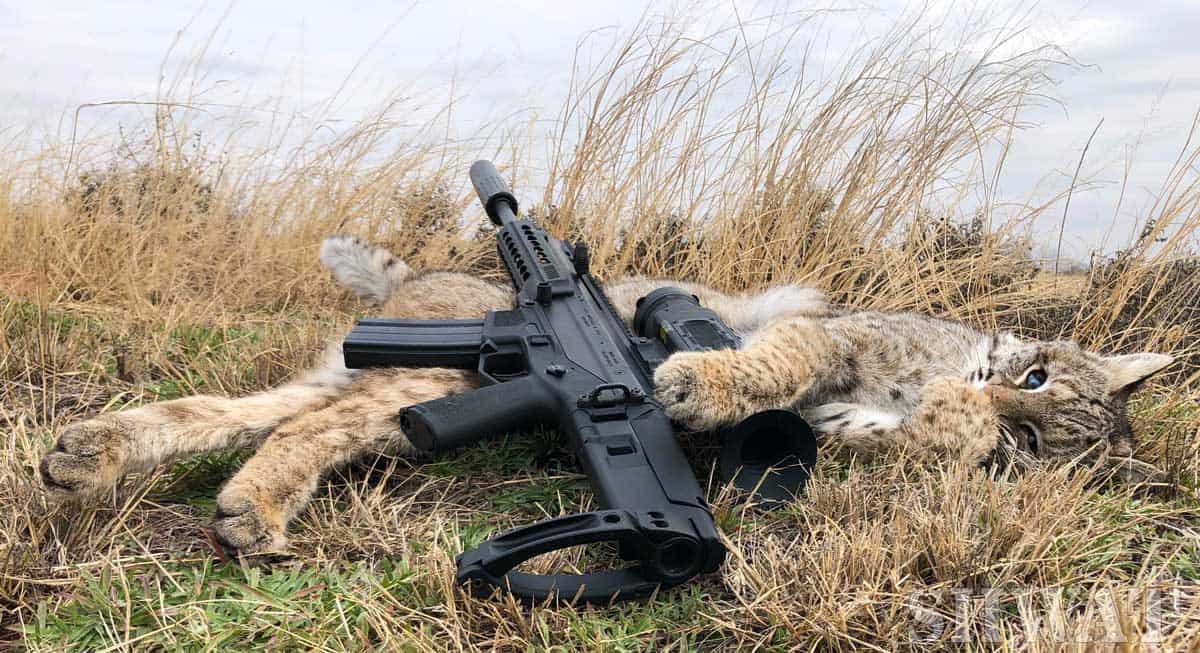 Bobcat hunting with ACR