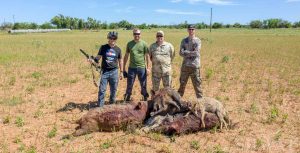 Hog Calling with Convergent Bullet