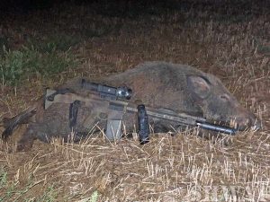 Hog hunting Norma ammunition
