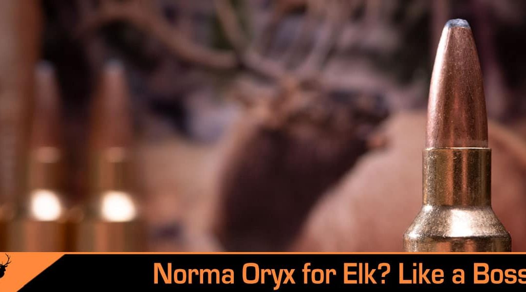 Is Norma Oryx Ammo Good for Elk Hunting?
