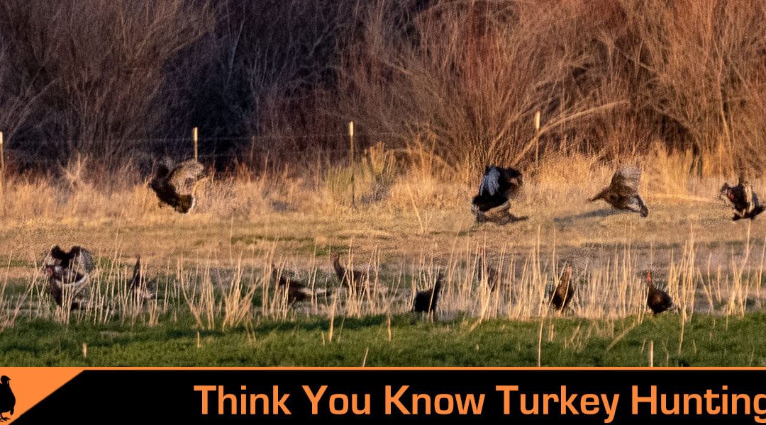 Sex, Lies and Deception – Ambush Turkey Hunting with the Best