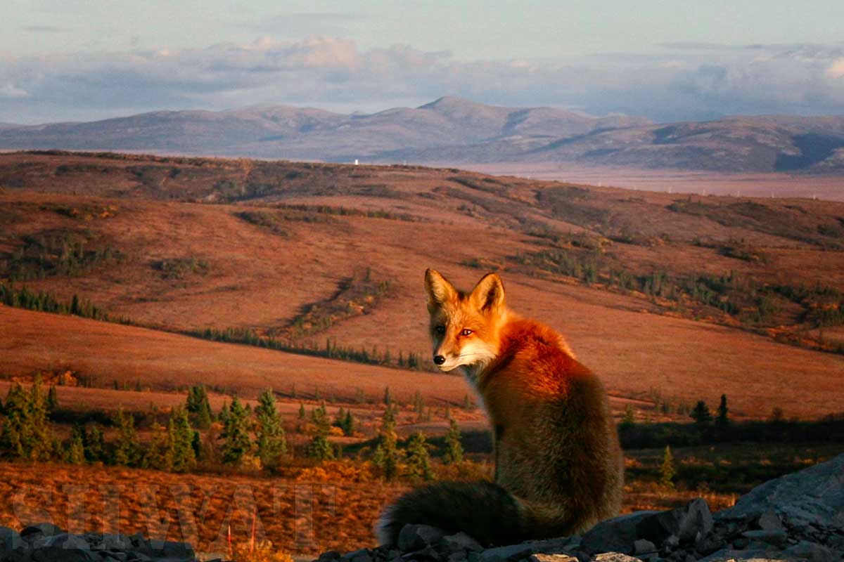 Alaskan Fox 