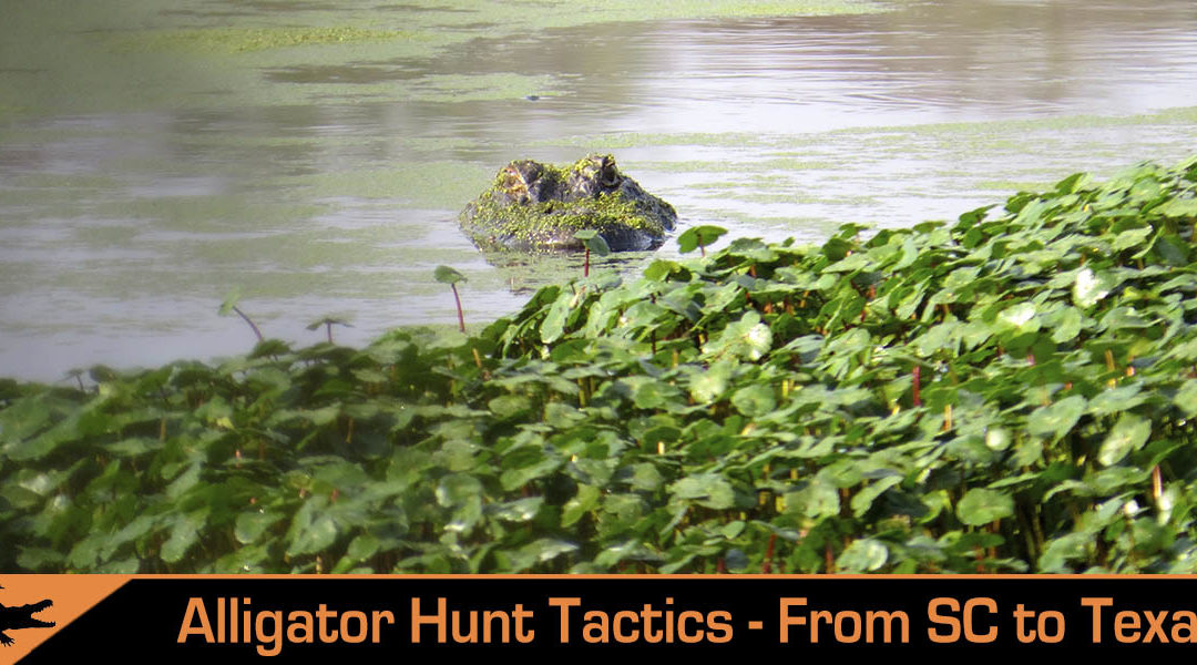 Tactical Alligator Hunting? “Yes, Please!” She Says!
