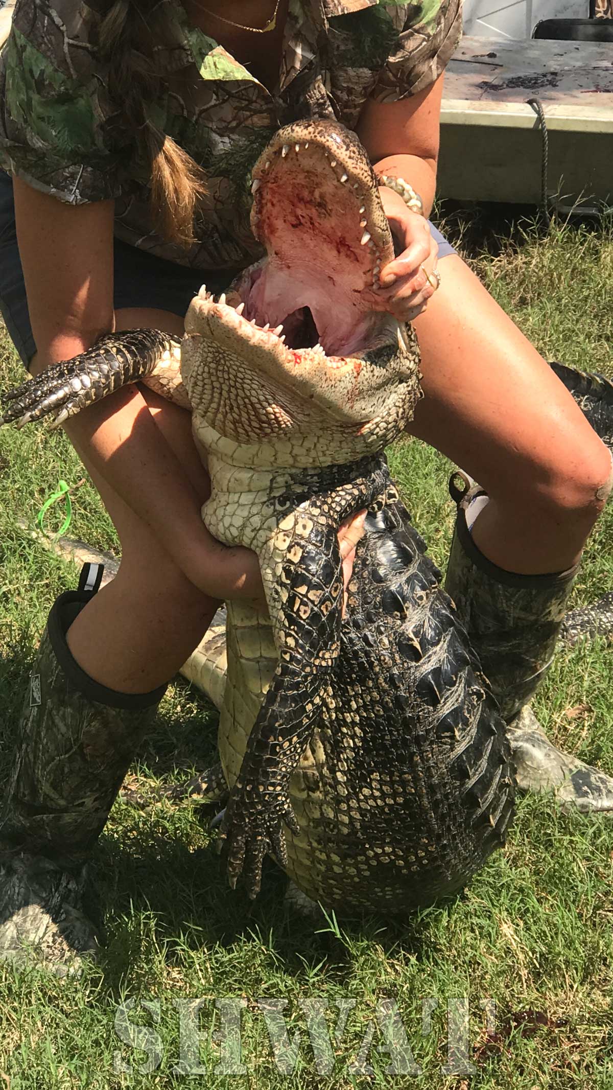Giant Dead Alligator