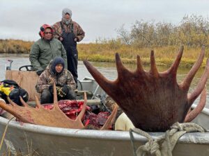Alaskan Moose meat