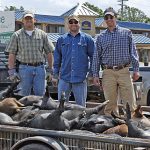 The Wild Hog Roundup:   Taking a Big Bite Out of East Texas Feral Hog Populations