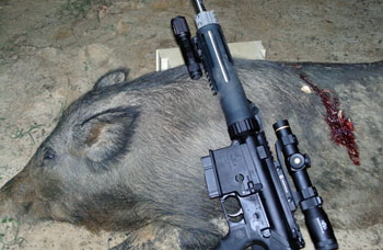 Nite Hunter Hog Kill