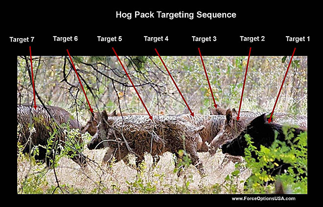 Hog Shoot Sequence