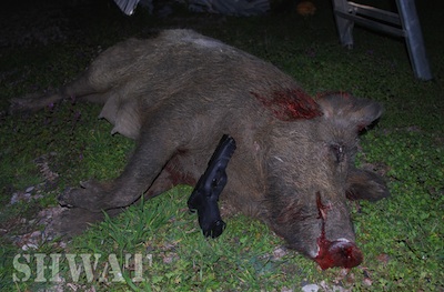 Hog Killed with 9mm