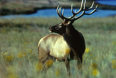 SHWAT Elk Wanted