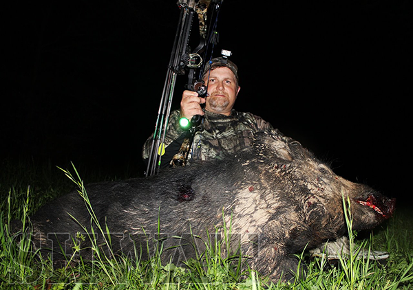 bow hunting hogs at night