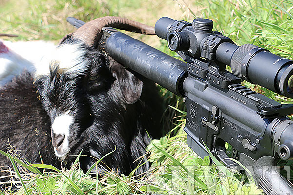 NZ goat hunting