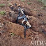 How to Set Up an AR-15 for Hog Hunting