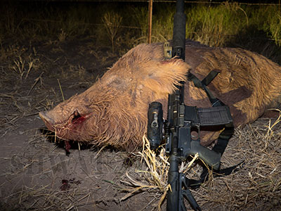 Subsonic 300 Blackout Hog Hunting