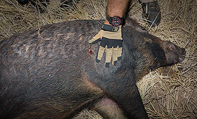 Subsonic 300BLK Hog Hunting