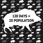 Big Problems With Wild Pigs:  Tactical Hog Hunting Offers a Helping Hand